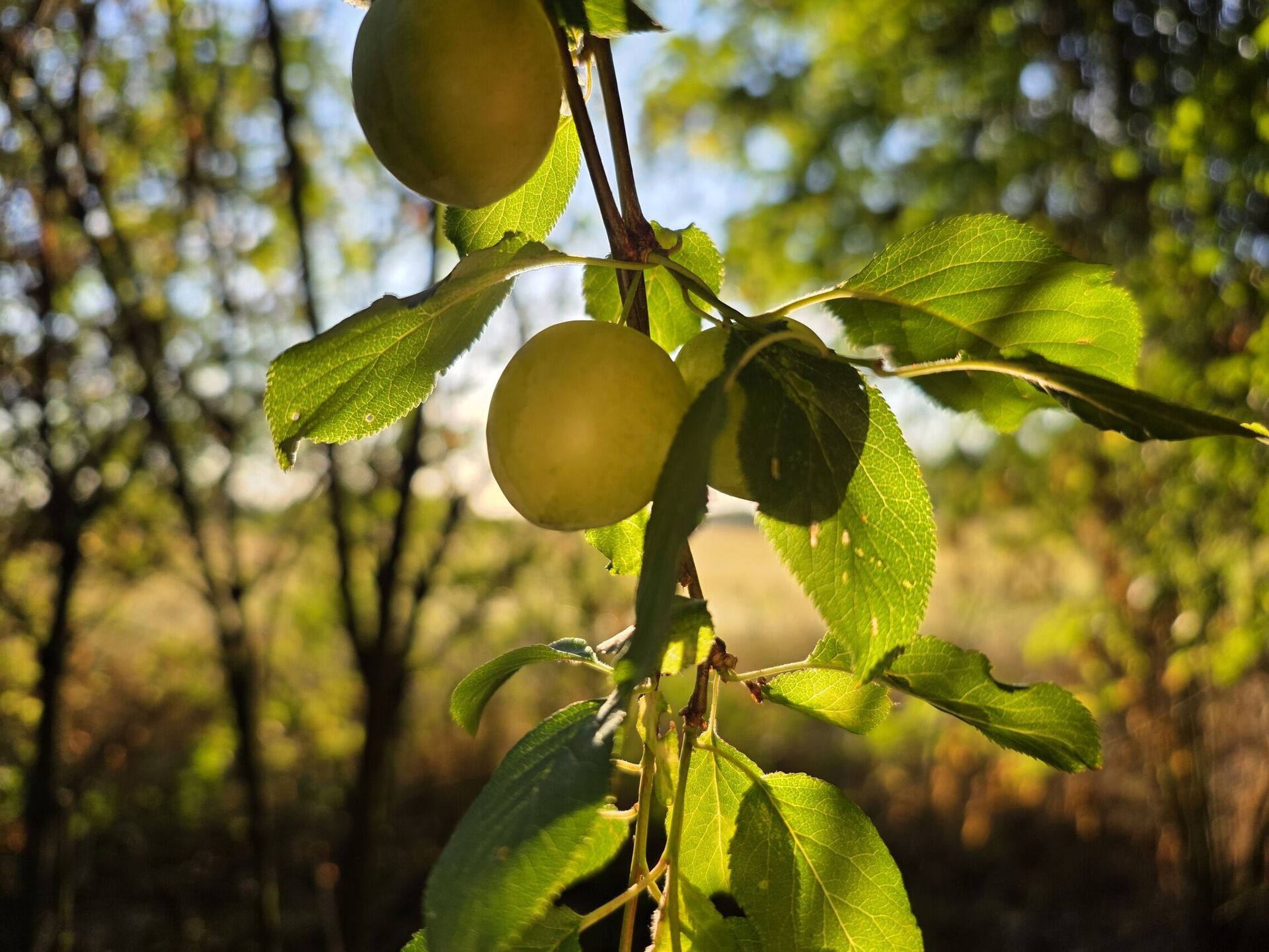 Samsung Galaxy S25 Edge