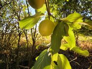 Samsung Galaxy S25 Edge