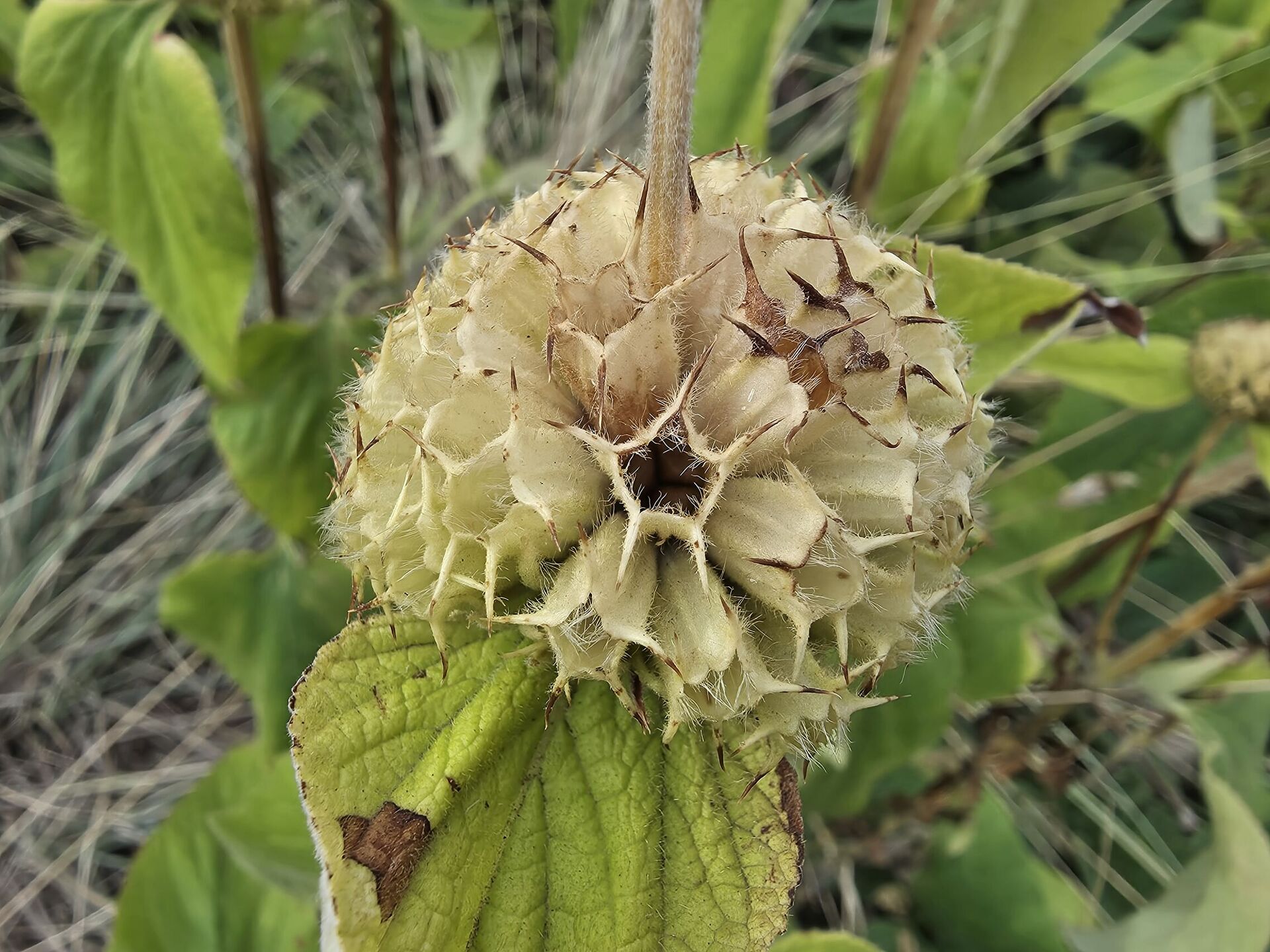 Samsung Galaxy S25 Edge