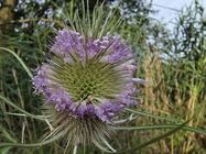 Samsung Galaxy S25 Edge