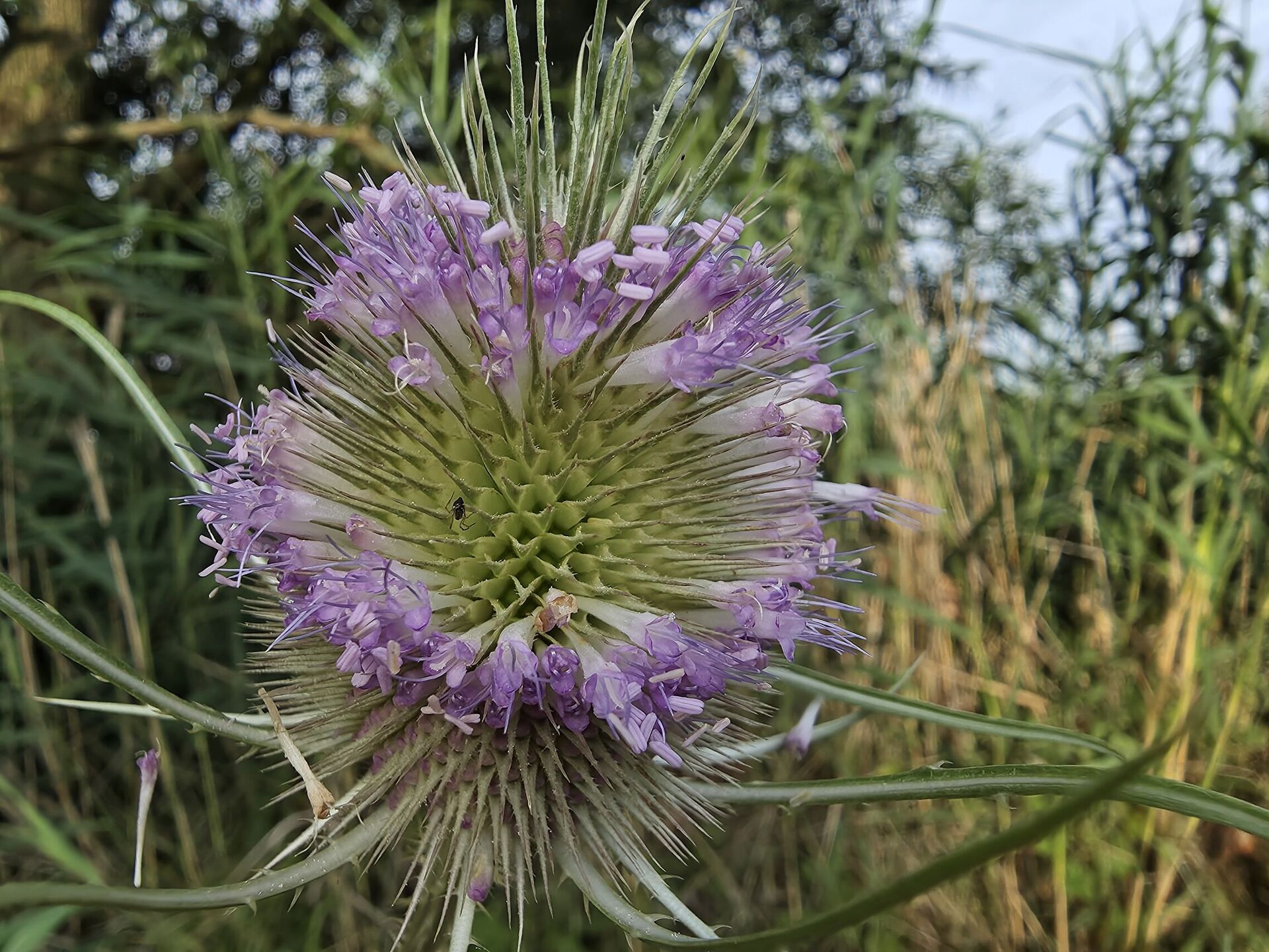 Samsung Galaxy S25 Edge