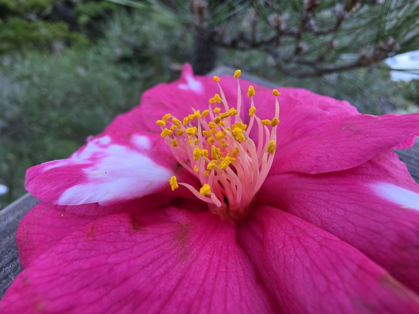 Samsung Galaxy S25 Ultra