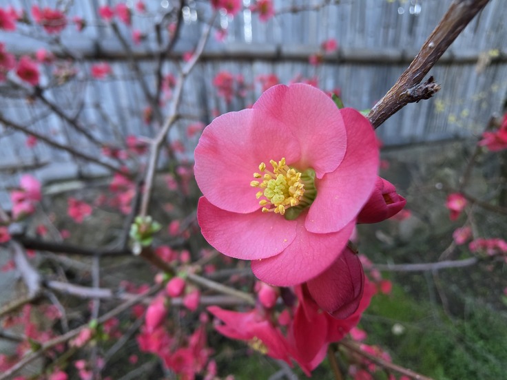 Samsung Galaxy S25 Ultra