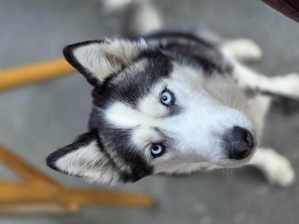 Samsung Galaxy S25 Ultra