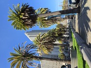 Samsung Galaxy S26 Ultra