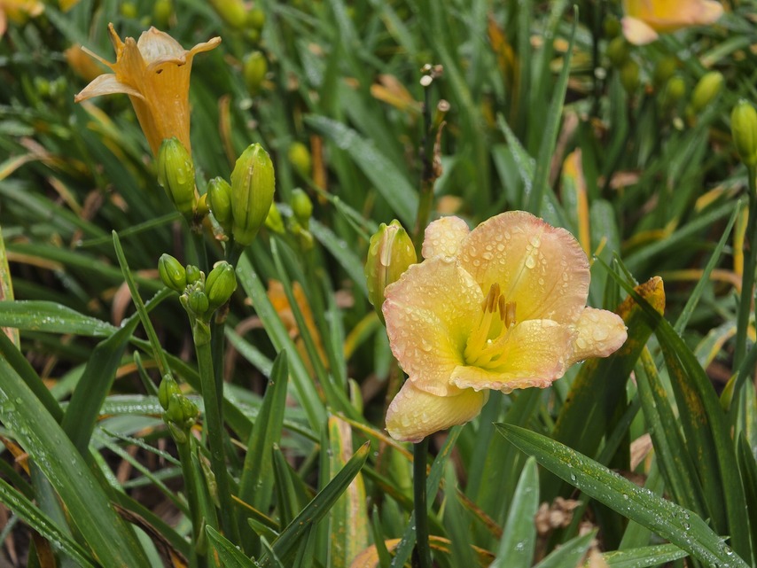 Samsung Galaxy S26 Ultra