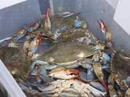 Samsung Galaxy S26 Ultra