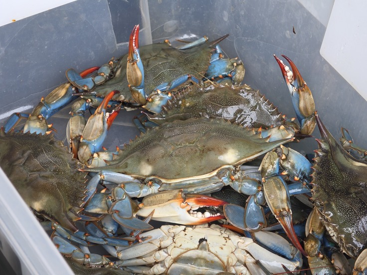 Samsung Galaxy S26 Ultra