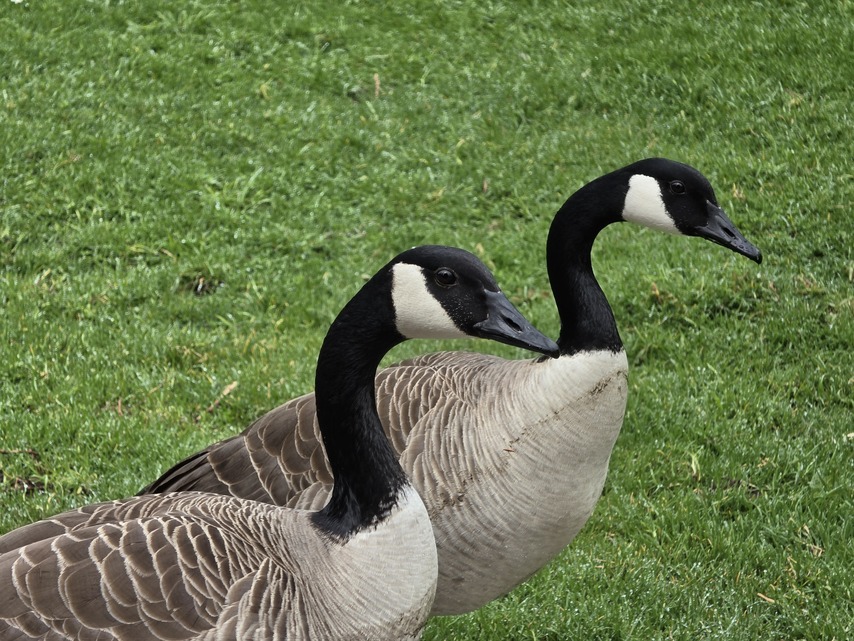 Samsung Galaxy S26 Ultra