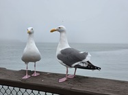 Samsung Galaxy S26 Ultra