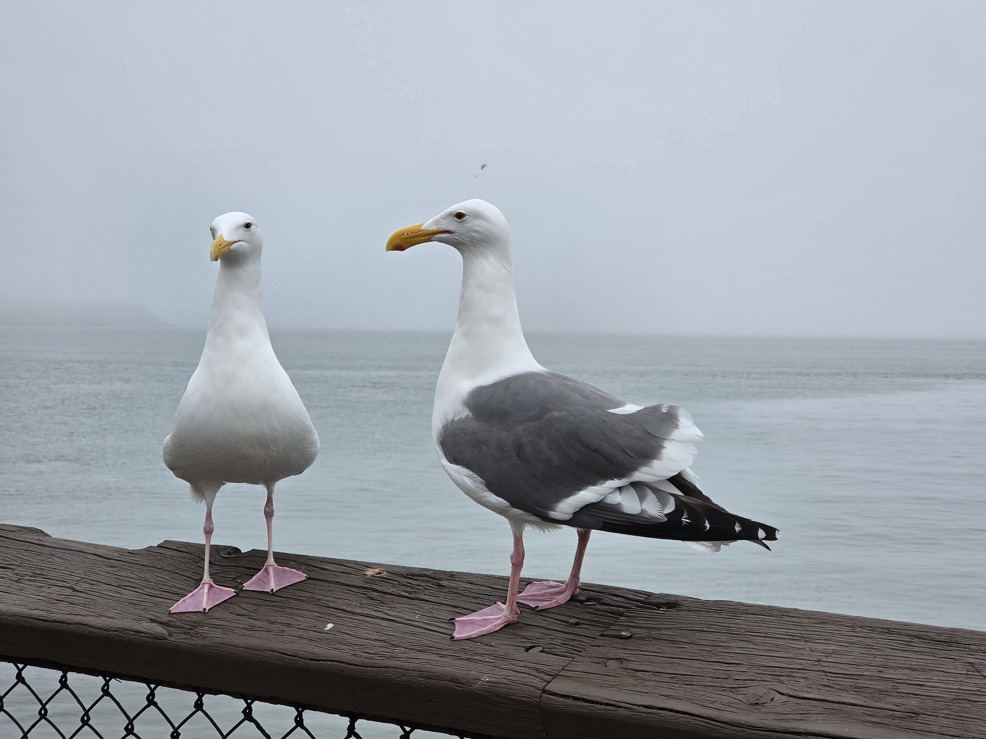 Samsung Galaxy S26 Ultra