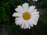 Samsung Galaxy S4 mini