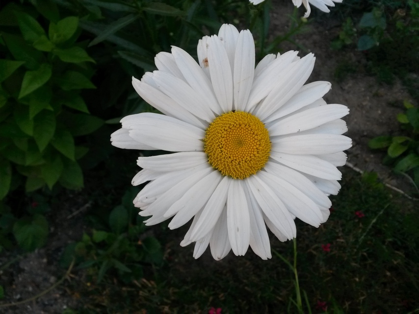 Samsung Galaxy S4 mini