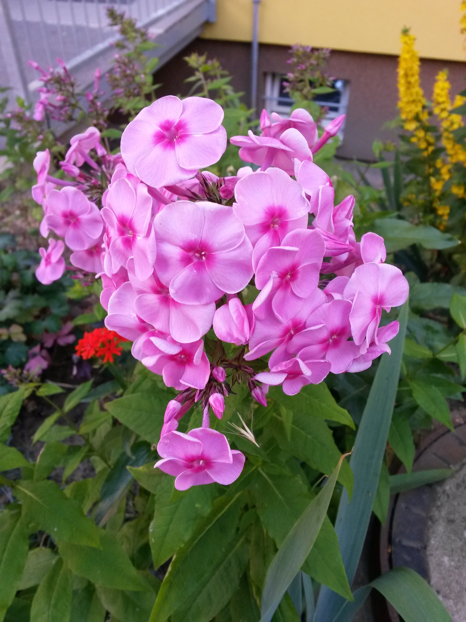 Samsung Galaxy S4 mini