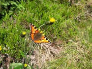 Samsung Galaxy S4 mini