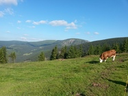 Samsung Galaxy S4 mini