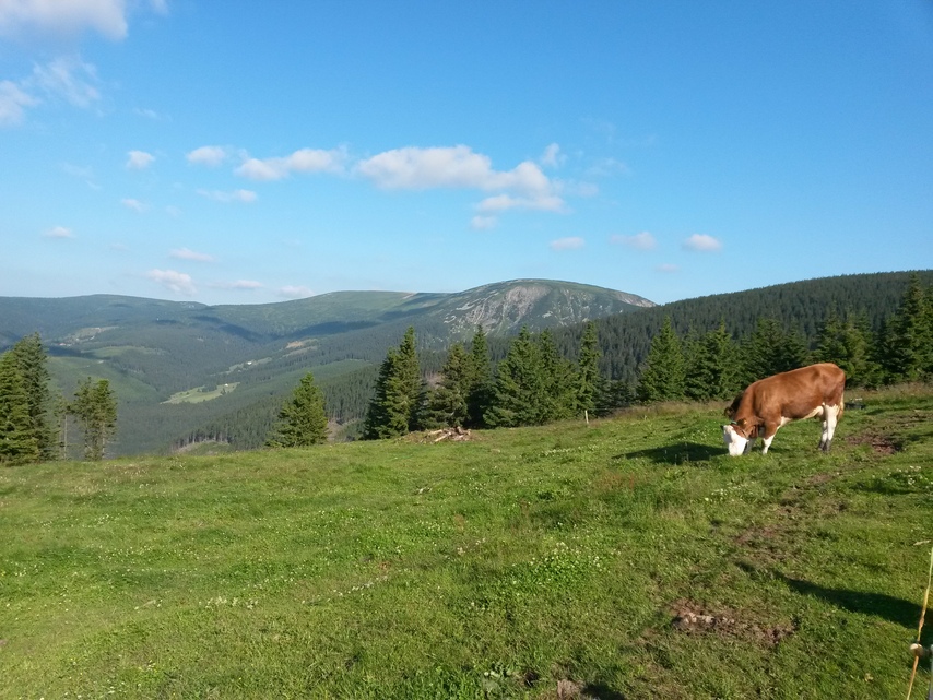 Samsung Galaxy S4 mini