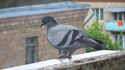 Samsung Galaxy S4 Zoom