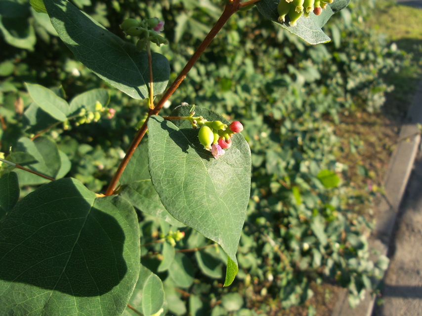 Samsung Galaxy S4 Zoom