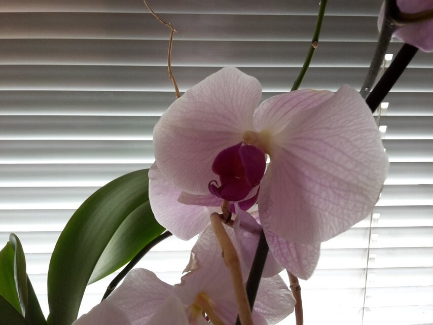 Samsung Galaxy S5 mini