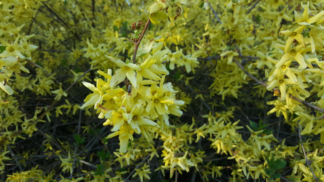 Samsung Galaxy S6 edge