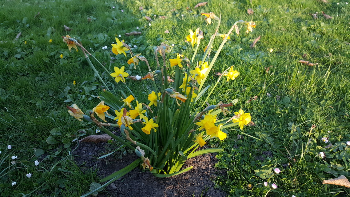 Samsung Galaxy S6 edge