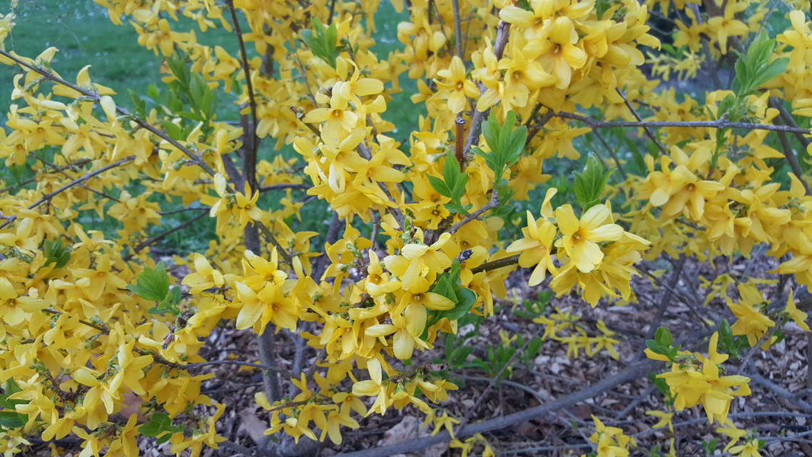 Samsung Galaxy S6 edge