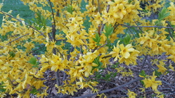 Samsung Galaxy S6 edge