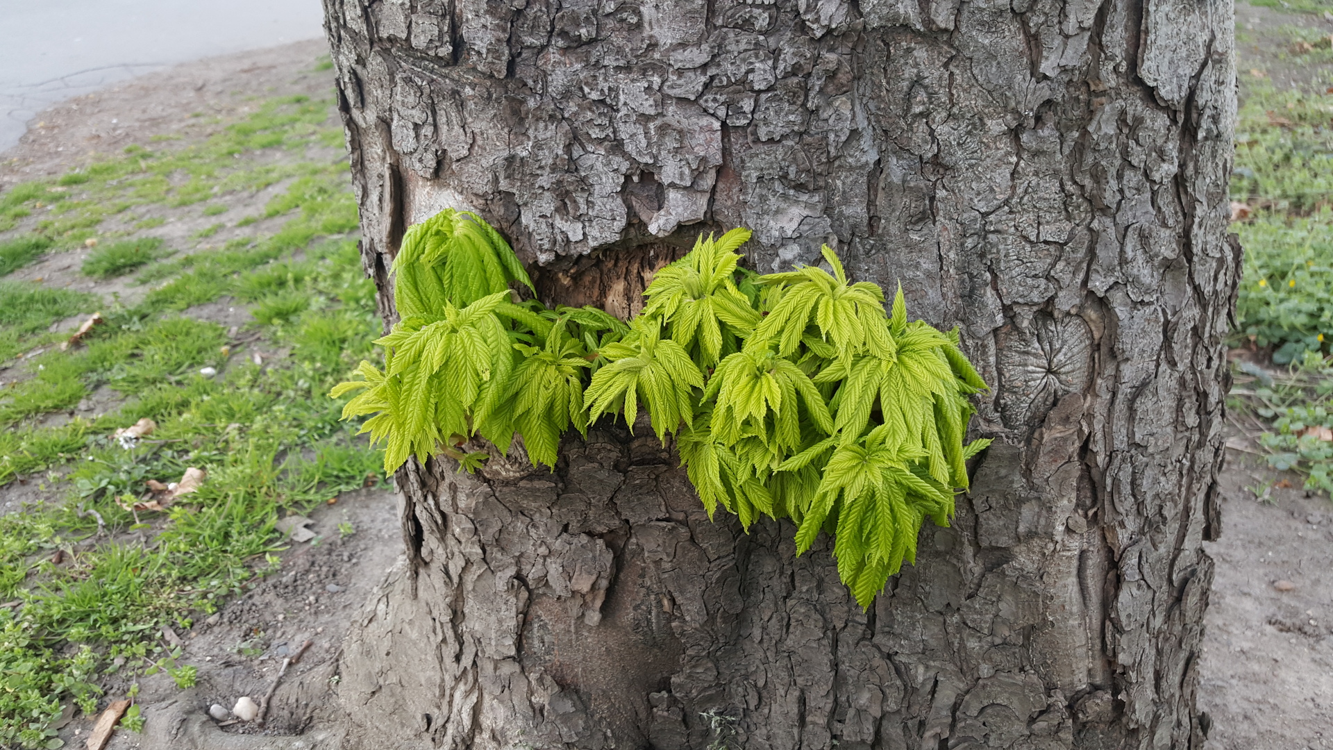 Samsung Galaxy S6 edge