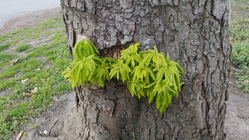 Samsung Galaxy S6 edge