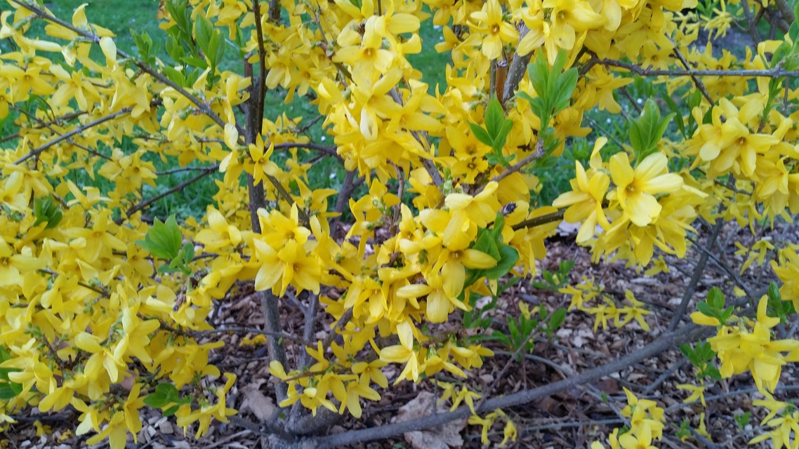 Samsung Galaxy S6 edge