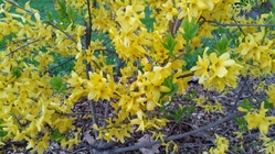 Samsung Galaxy S6 edge