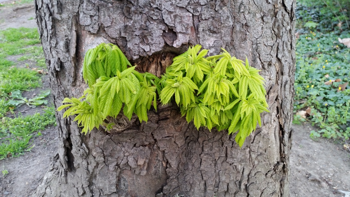 Samsung Galaxy S6 edge