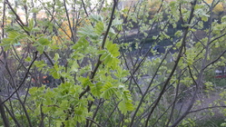 Samsung Galaxy S6 edge