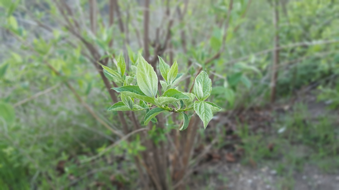 Samsung Galaxy S6 edge