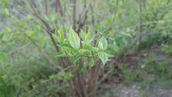 Samsung Galaxy S6 edge