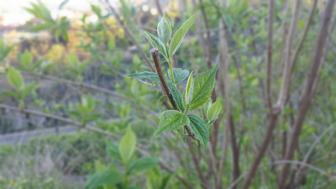 Samsung Galaxy S6 edge