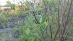 Samsung Galaxy S6 edge