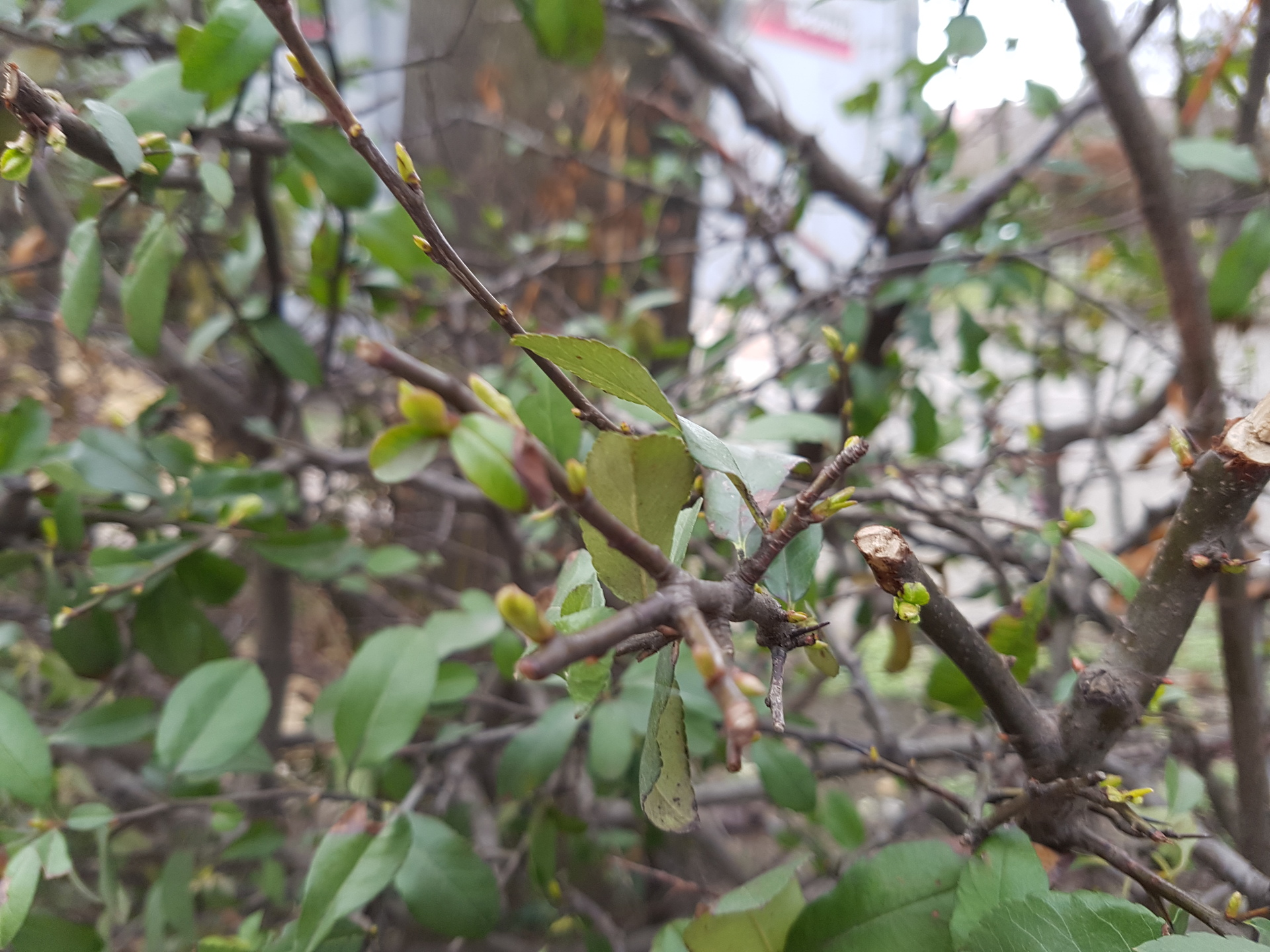 Samsung Galaxy S7 edge