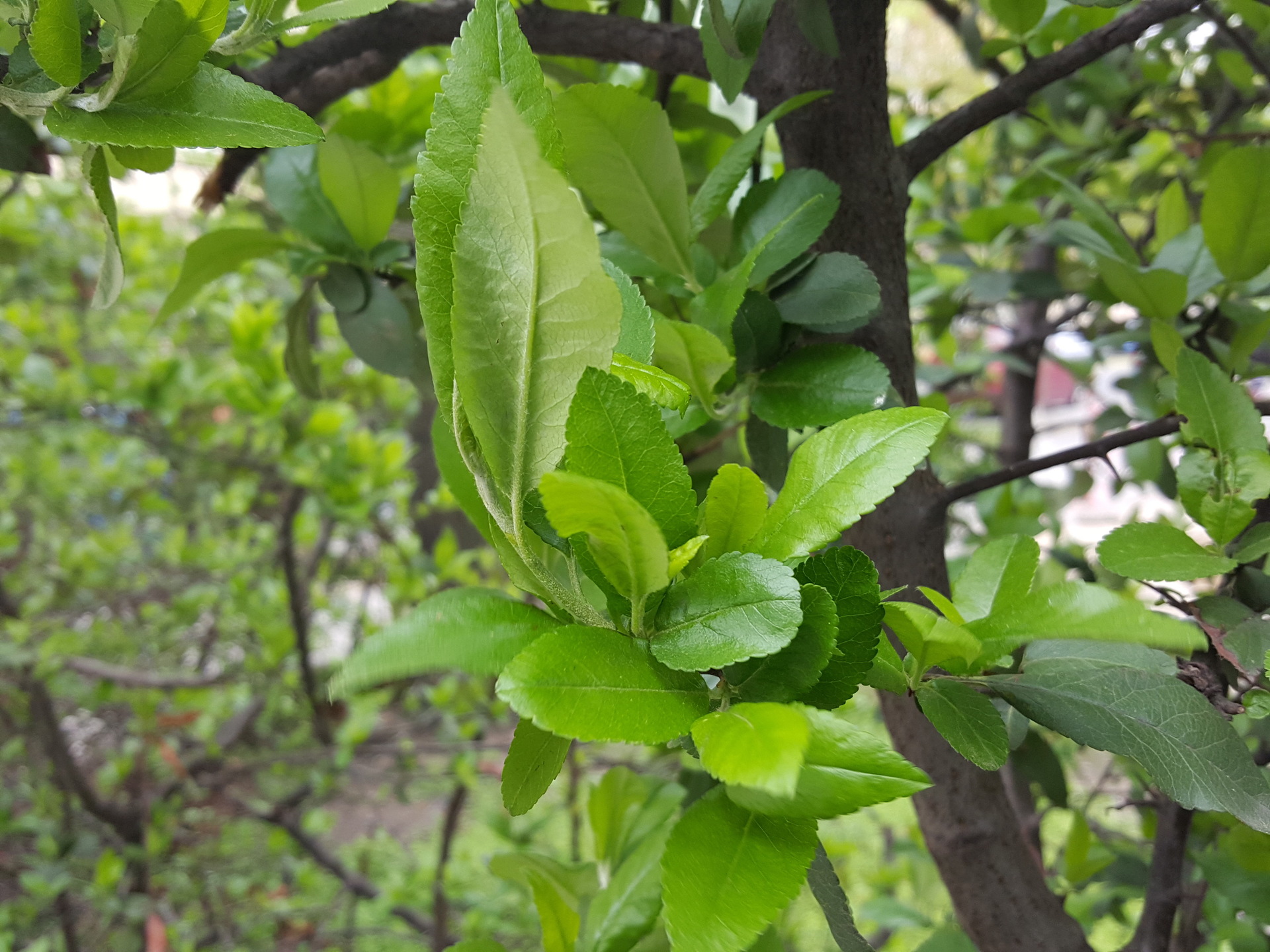 Samsung Galaxy S7 edge