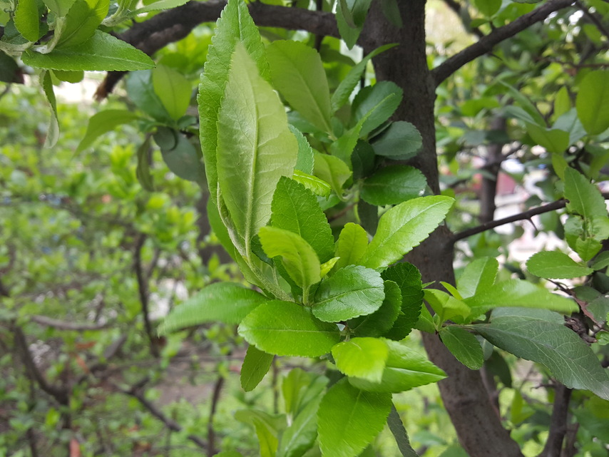 Samsung Galaxy S7 edge