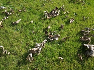 Samsung Galaxy Tab 10.1