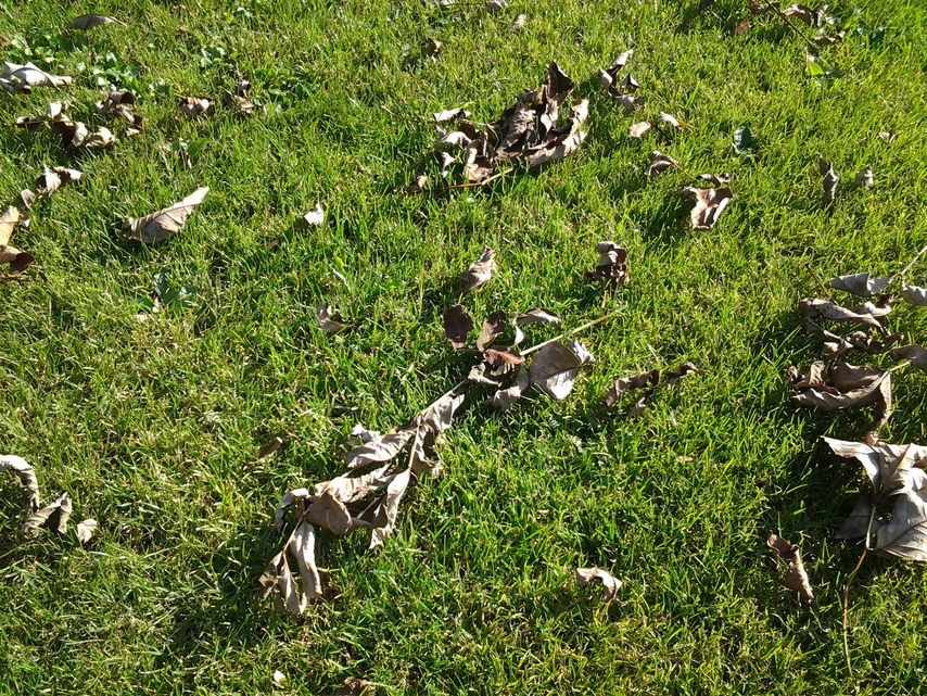 Samsung Galaxy Tab 10.1