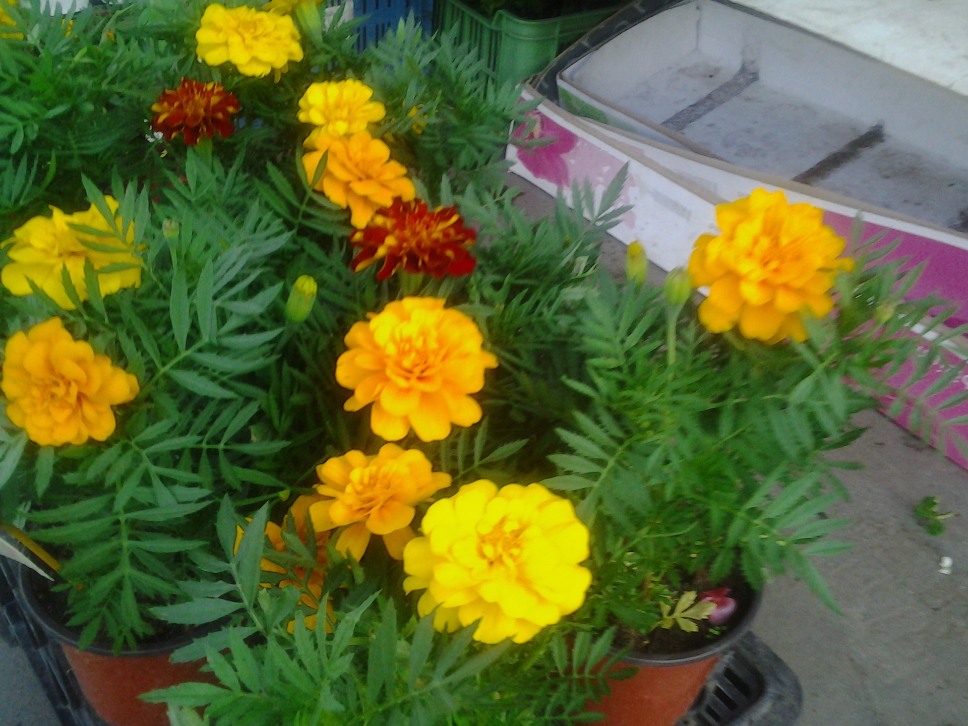 Samsung Galaxy Tab 2 (7.0)