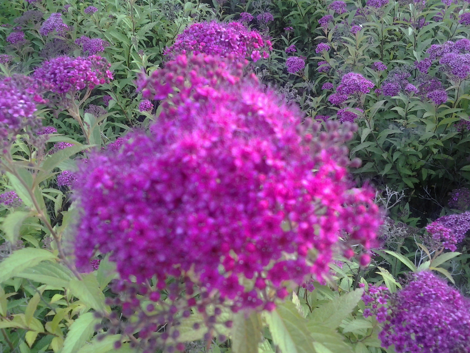 Samsung Galaxy Tab 2 (7.0)