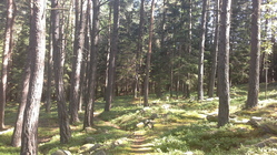 Samsung Galaxy Tab 3 (8.0)