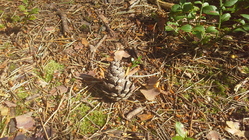 Samsung Galaxy Tab 3 (8.0)