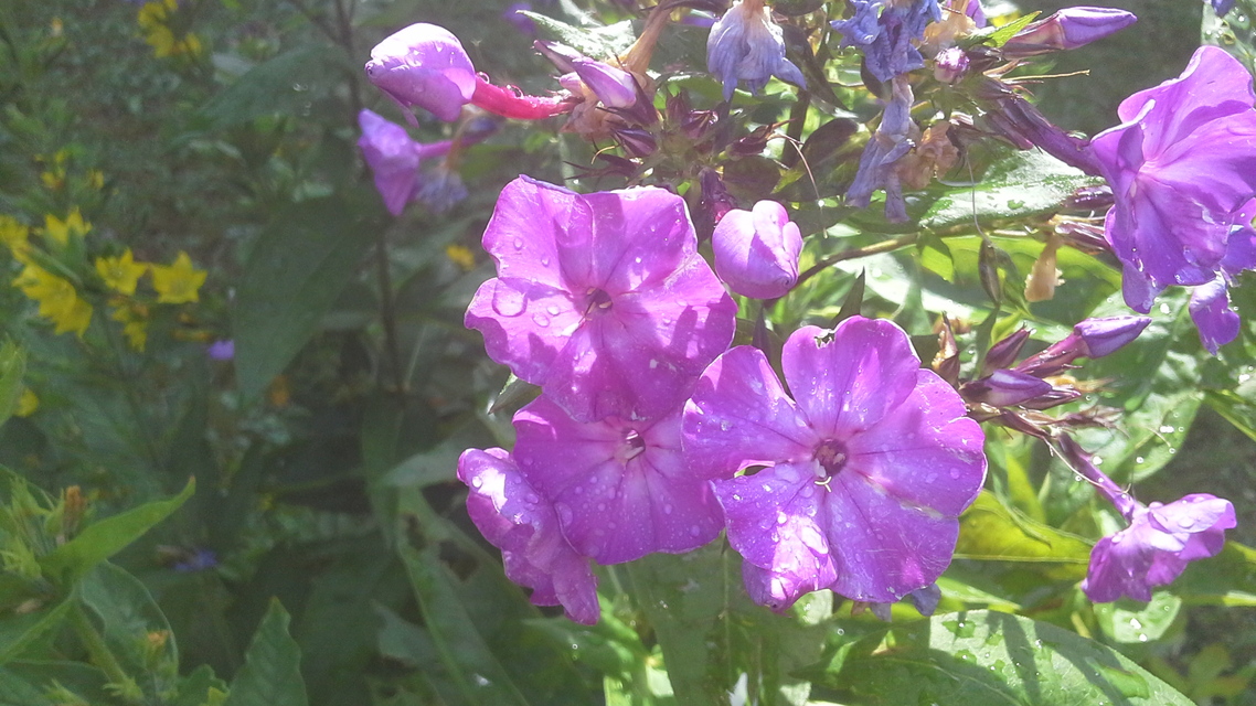 Samsung Galaxy Tab 3 (8.0)