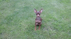 Samsung Galaxy Tab 4 8.0