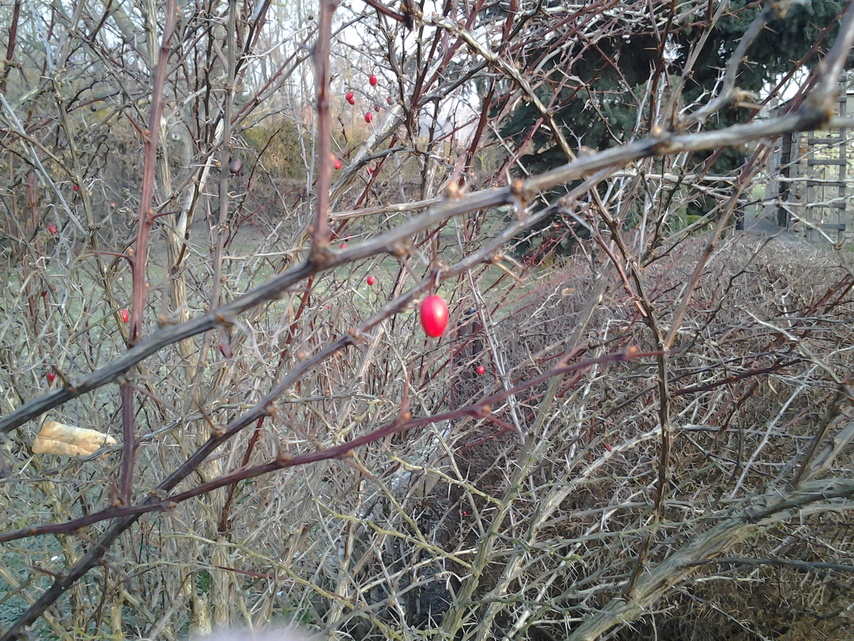 Samsung Galaxy Tab 7.0 Plus